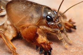 Image result for Mole Cricket Legs
