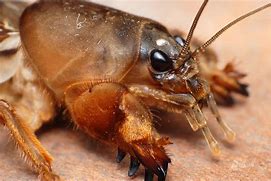 Image result for Swimming Mole Cricket