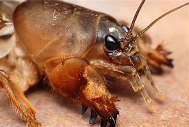 Image result for Mole Cricket Close Up