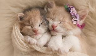 Image result for Cats and Kittens Wallpapers