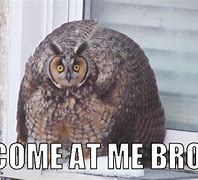 Image result for Owl Outside Window Meme
