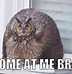 Image result for Owl Outside Window Meme