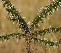 Image result for Africam Thorns