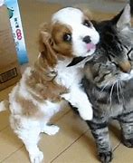 Image result for Dog Hugging Cat Sending Hugs