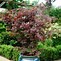 Image result for Acer palmatum Atropurpureum