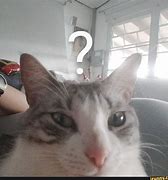 Image result for Question Gray Mark Cat Meme