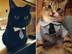 Image result for Cat in Business Suit