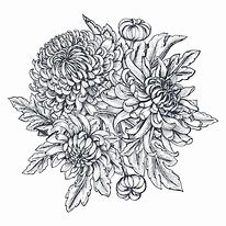 Image result for Green Chrysanthemum