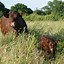 Image result for Sussex Cattle