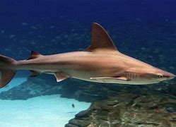 Image result for 765 Shark Chula Vista