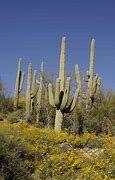 Image result for Desert Cactus Plants