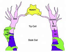Image result for Notch Signaling Cell