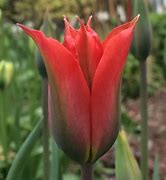 Image result for Tulipa Red Alert