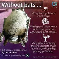 Image result for Fruit Bat Facts for Kids