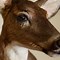 Image result for Weird Taxidermied Animals