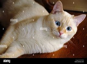 Image result for White Siamese Cat with Blue Eyes