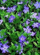 Image result for Vinca minor Blue and Gold