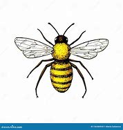 Image result for Honey Bee Illustration