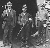 Image result for Miner Family Cinsault