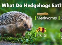 Image result for Pygmy Hedgehog Poop