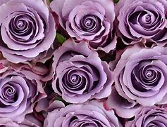 Image result for Grey Knights Rose