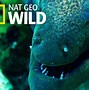 Image result for Eel Bite