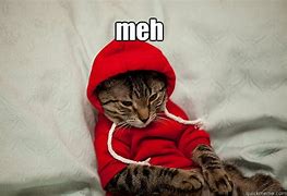 Image result for meh cats meme