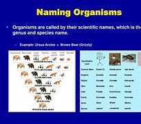 Image result for What Are Organisms