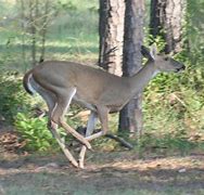 Image result for Destrehan Louisiana weather