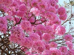 Image result for Flowers On Tree Brazil
