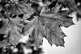 Image result for Maple Leaf Black and White Photography