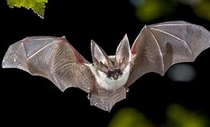 Image result for Aerial Animals