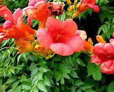 Image result for campsis_radicans