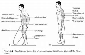 Image result for Jump Rope Muscles