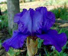 Image result for Iris Blue Luster (Germanica-Group)