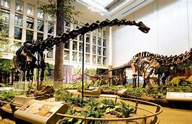 Image result for Carnegie Natural History Museum Pittsburgh