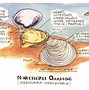 Image result for Ocean Quahog Shell Drawing