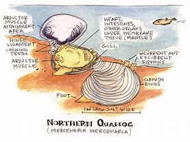 Image result for Ocean Quahog Drawing