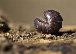 Image result for Isopod Rolly Polly