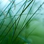 Image result for Simple Nature Wallpaper for Room