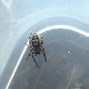 Image result for Biggest Spider in Indiana