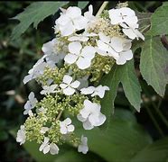 Image result for Hydrangea quercifolia Ice Crystal (r)