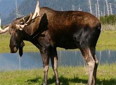 Image result for World's Biggest Moose
