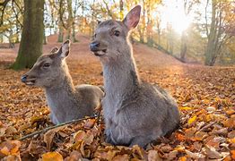 Image result for Leaf Deer