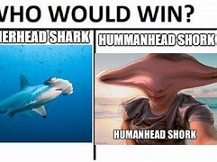 Image result for Hammerhead Shark Meme