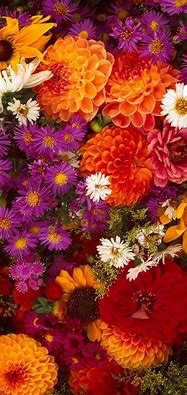 Image result for Wallpaper HD for iPhone Flower