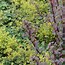 Image result for Sedum Red Cauli