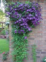 Image result for Clematis viticella etoile violette