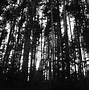 Image result for Dark Forest Wallpaper 1920X1080