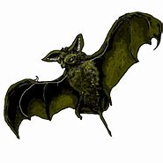 Image result for Realistic Bat Clip Art